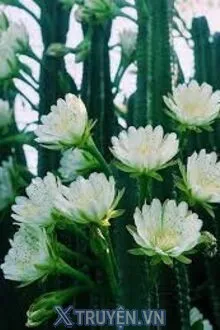 DƯỚI ÁNH TRĂNG, HOA XƯƠNG RỒNG NỞ