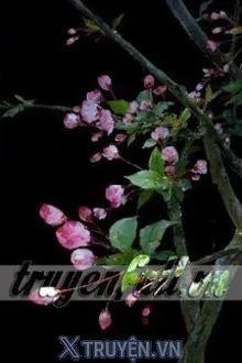 YÊN VŨ XUÂN PHONG TẪN DƯ HOAN