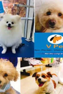 TIỆM TƯ VẤN THÚ CƯNG ĐẶC BIỆT CỦA KHU PHỐ V