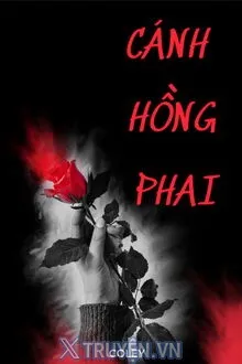 CÁNH HỒNG PHAI