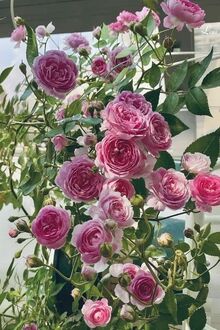 Bắt Đầu Vô Địch Tiên Đế, Chế Tạo Vạn Cổ Đệ Nhất Tông!